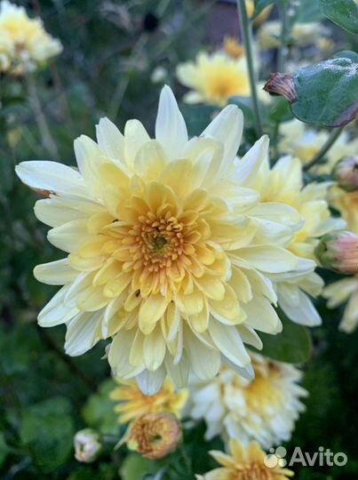 Хризантема многолетняя желтая