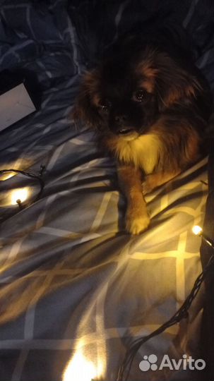 Щенки мальчик девочка