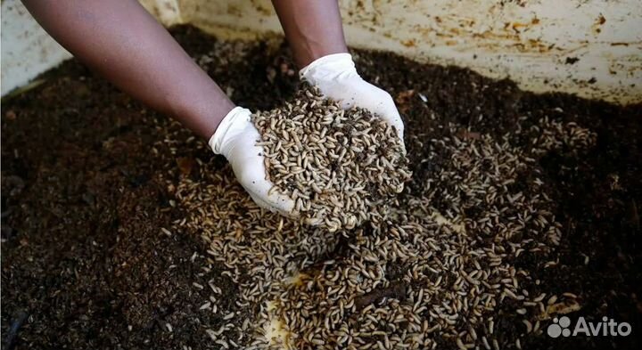 Опарыш для рыбалки, на корм - бутылка 1.5 литра