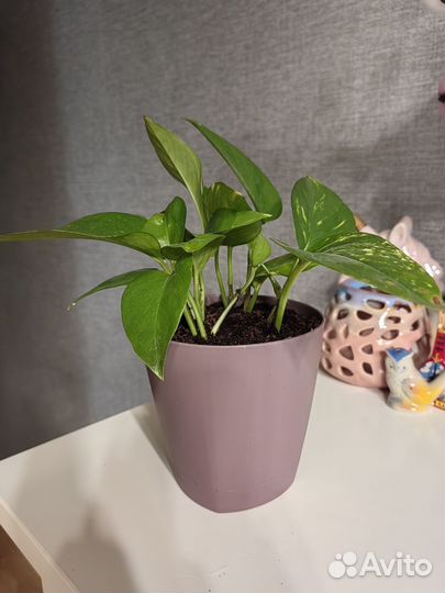 Цветы в горшках