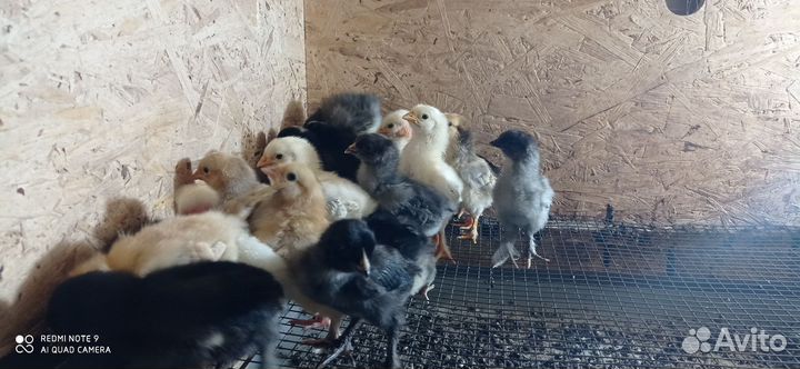 Цыплята недельные