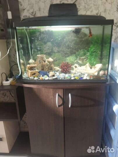Аквариум и все содержимое