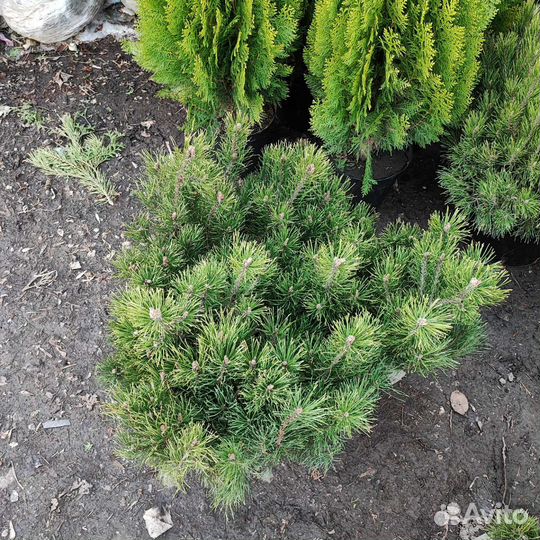 Сосна горная