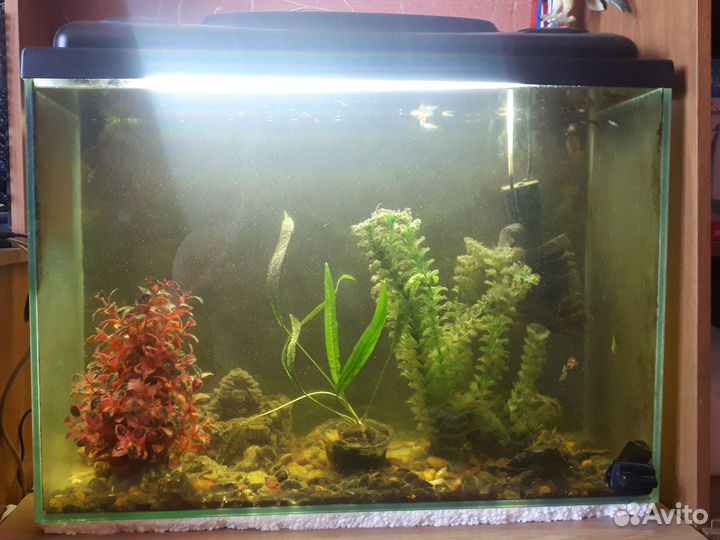 Аквариум с рыбками