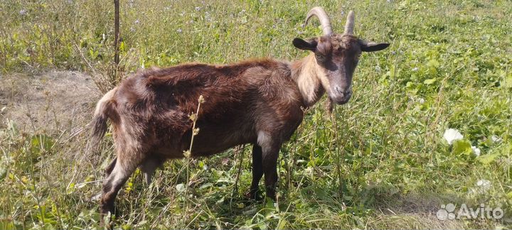Коза дойная