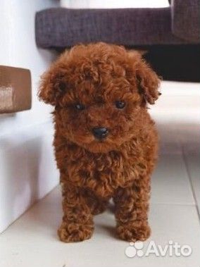 Мальтипу микро