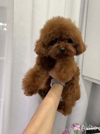 Вязка Той-пудель тикап импорт Китай