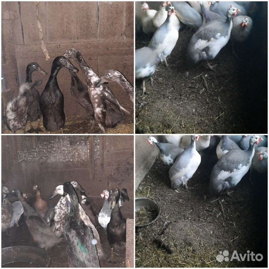 Инкубационное яйцо цесарки и индийского бегунка