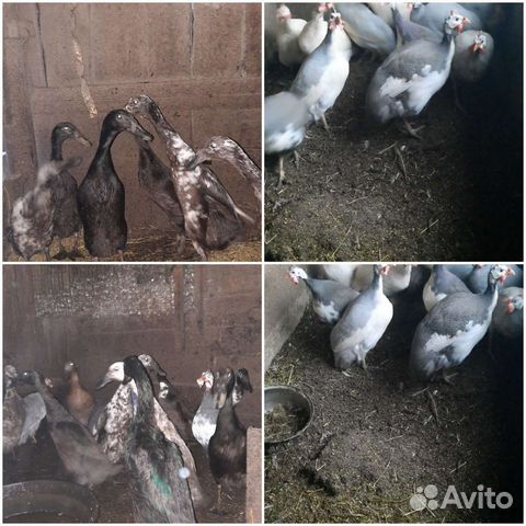 Инкубационное яйцо цесарки и индийского бегунка