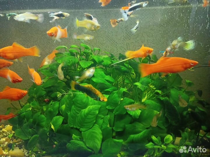 Аквариум с рыбками