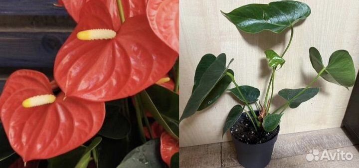 Антуриум зизу, лили, ягуар грин, аляска