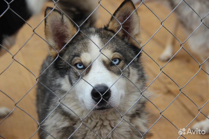 Универсальный мальчишка