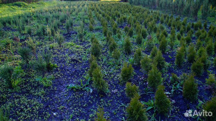 Туя смарагд, можжевельник