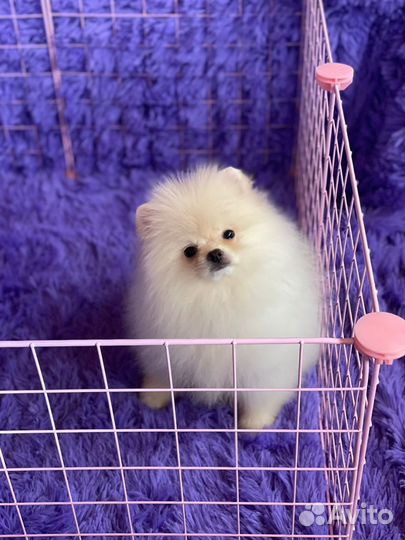 Мальчик и девочки померанского шпица РКФ