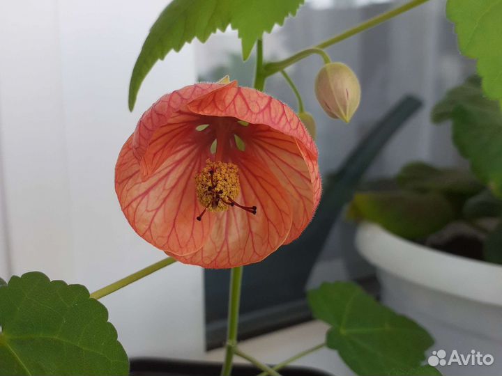 Абутилон органза комнатный клен