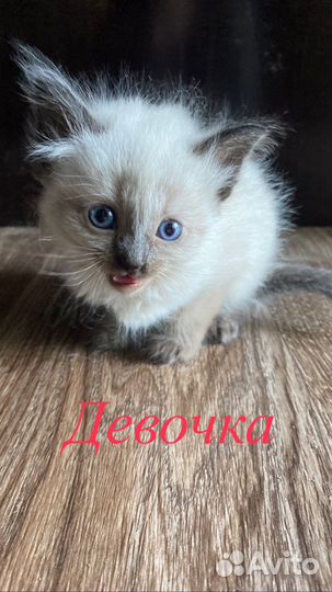 Котята в добрые руки даром