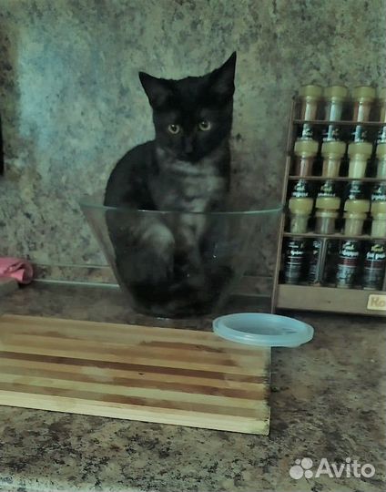 Котенок 3,5 мес