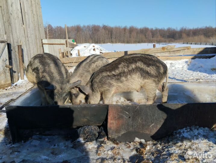 Венгерская мангалица