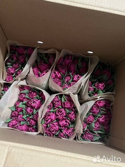 Тюльпаны к 8 марта оптом