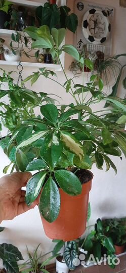 Шефлера Gerda Branched