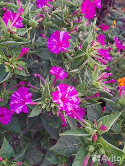 Мирабилис (ночная красавица) семена