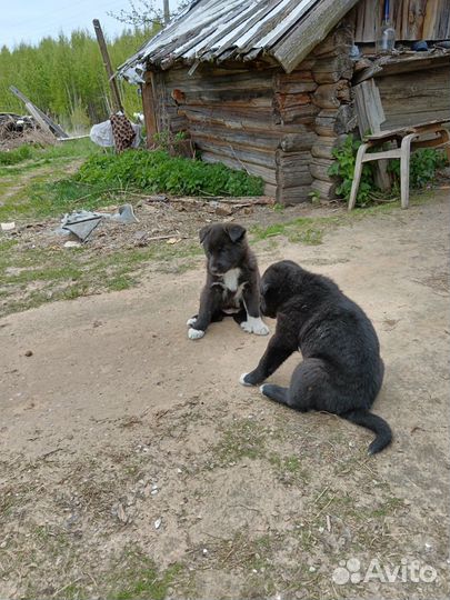 Отдам бесплатно щенков