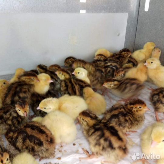 Перепела суточные