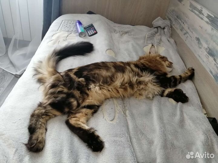 Кот мейн-кун полидакт вязка