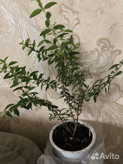 Мирт - цветочек