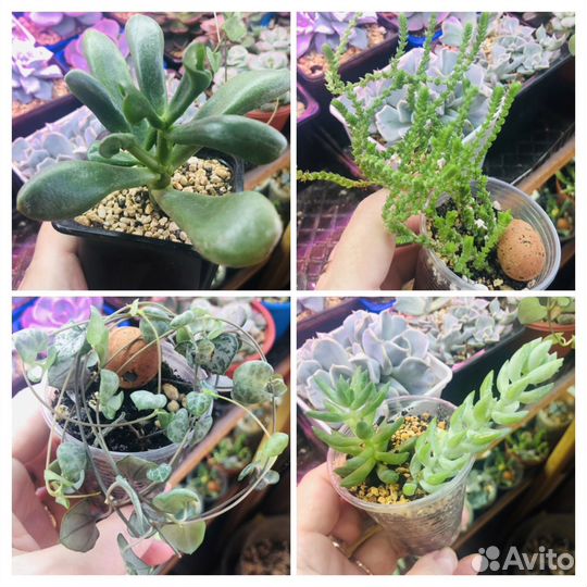 Суккуленты Крассула,Седум и др