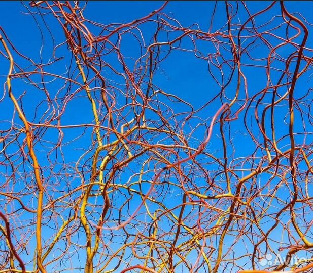 Ива Матсудана