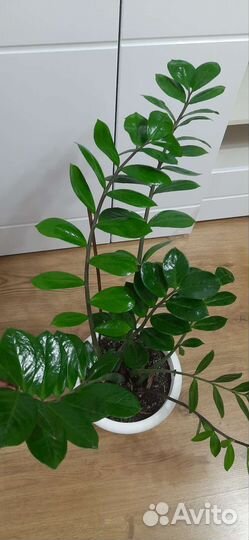 Замиокулькас