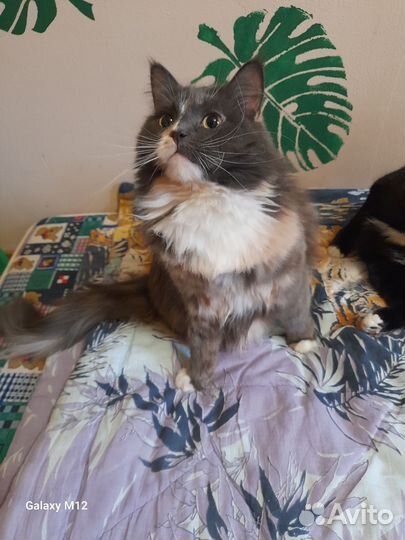 Кошка