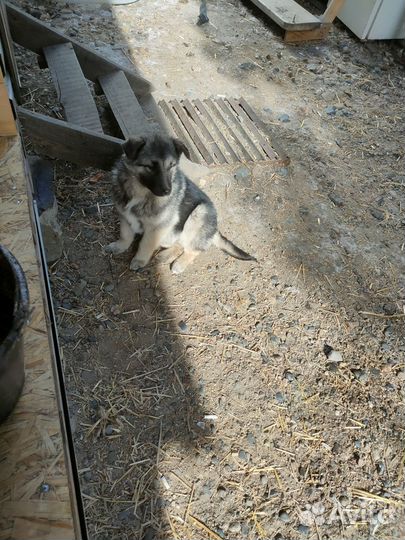 Щенки лайки