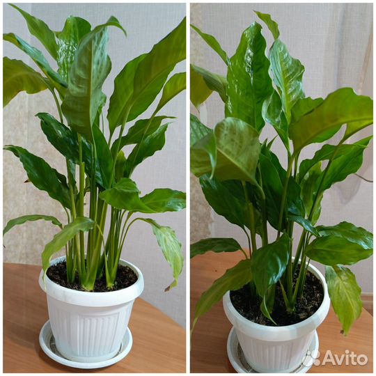 Спатифиллум