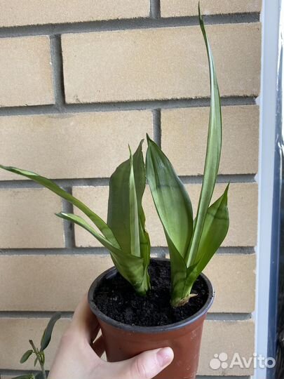 Сансевиерия муншайн