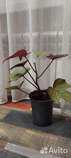 Ипомея батат