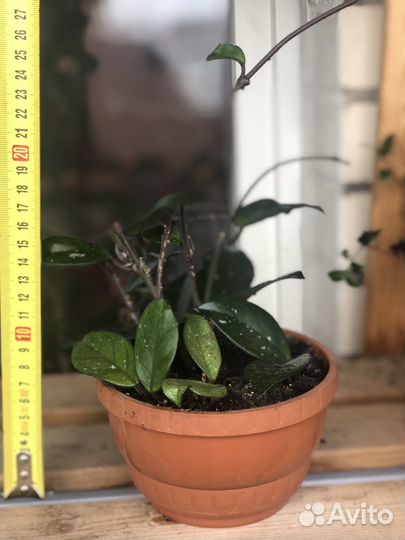 Комнатнве цветы