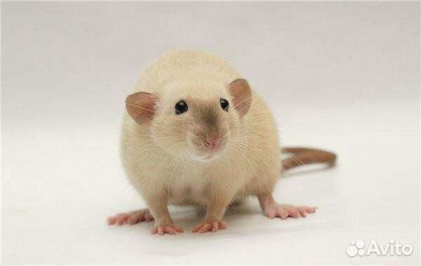 Сиамская крыса