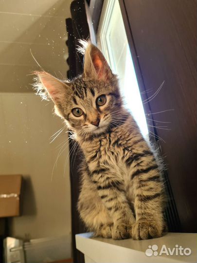 Котенок в самые лучшие руки