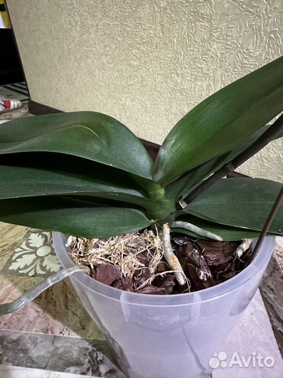 Орхидея фаленопсис