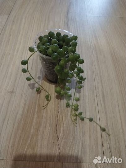 Крестовник роули