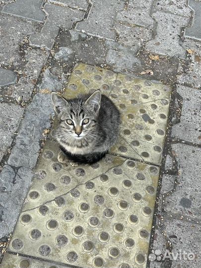 Котята в добрые руки мальчик