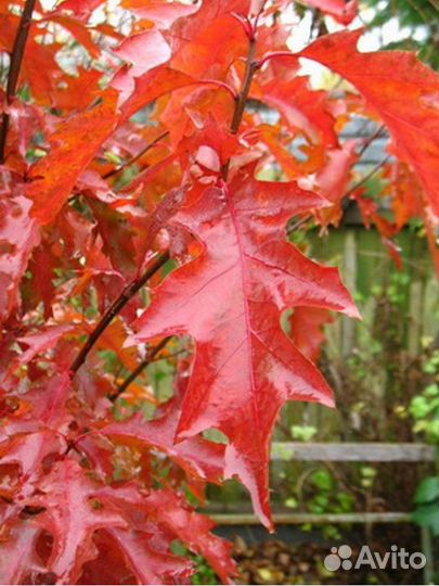 Красный дуб