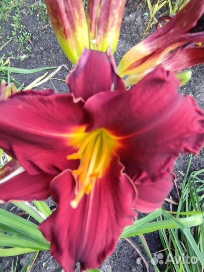 Лилейники сортовые