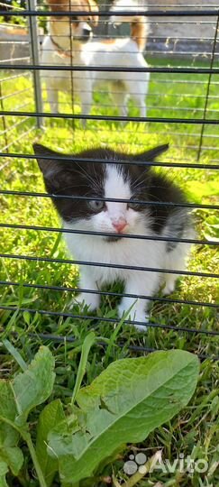 Котят в добрые руки