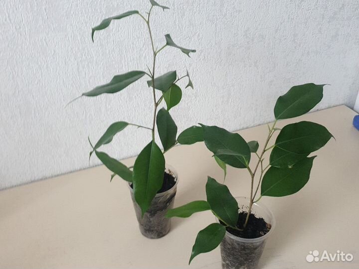Фикус Бенджамина