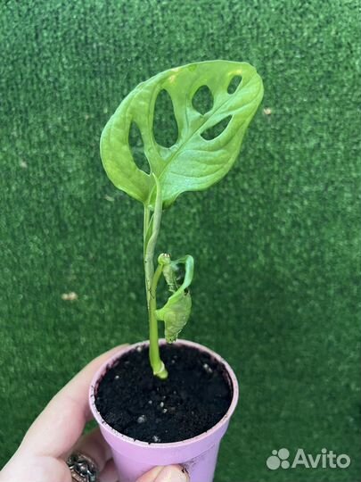 Монстера манки