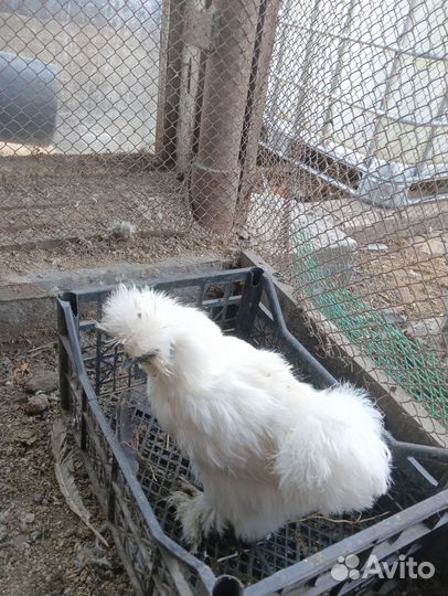 Китайские шелковые куры