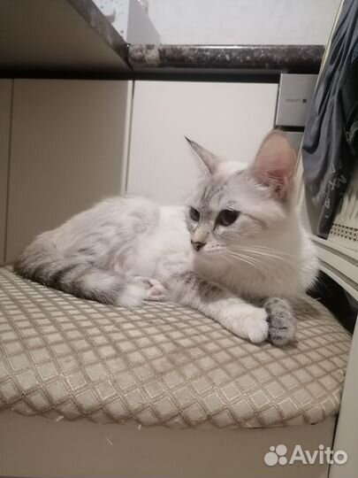 Кошечка в добрые руки